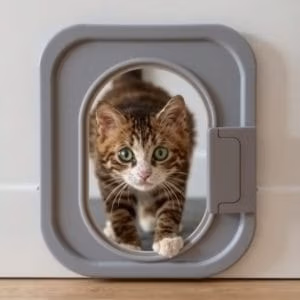 En nyfiken brun och vit tabbykattunge med gröna ögon går genom en kattlucka.se grå kattdörr i en vit vägg och tittar in i kameran.